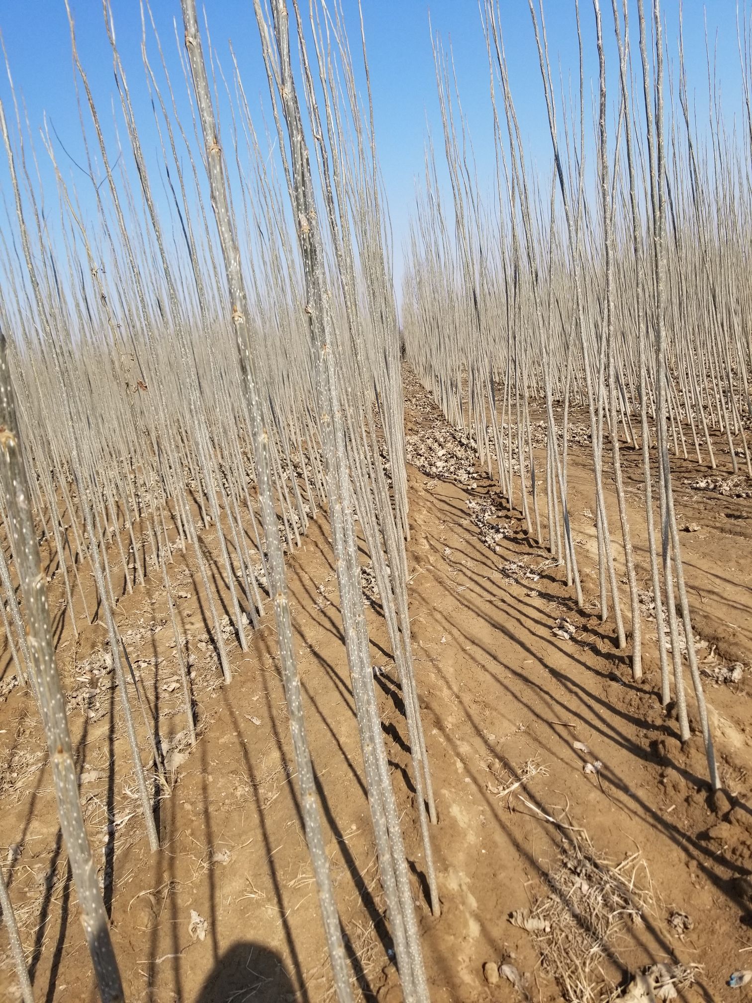 楊樹苗批發(fā)價格探索之旅，自然美景的探尋與發(fā)現(xiàn)