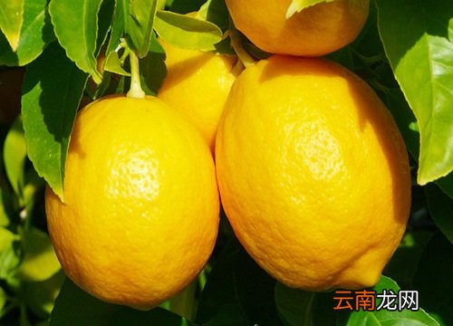 檸檬上市時(shí)間,檸檬上市時(shí)間，全面指南