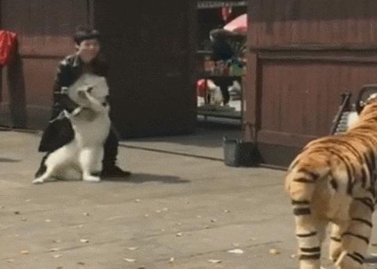 比格犬價(jià)格揭秘，一場(chǎng)友情的溫馨旅程開啟愛與忠誠的旅程