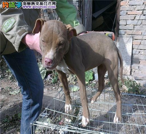 比特羊最新資訊,比特羊最新資訊，引領(lǐng)數(shù)字時代的先鋒力量