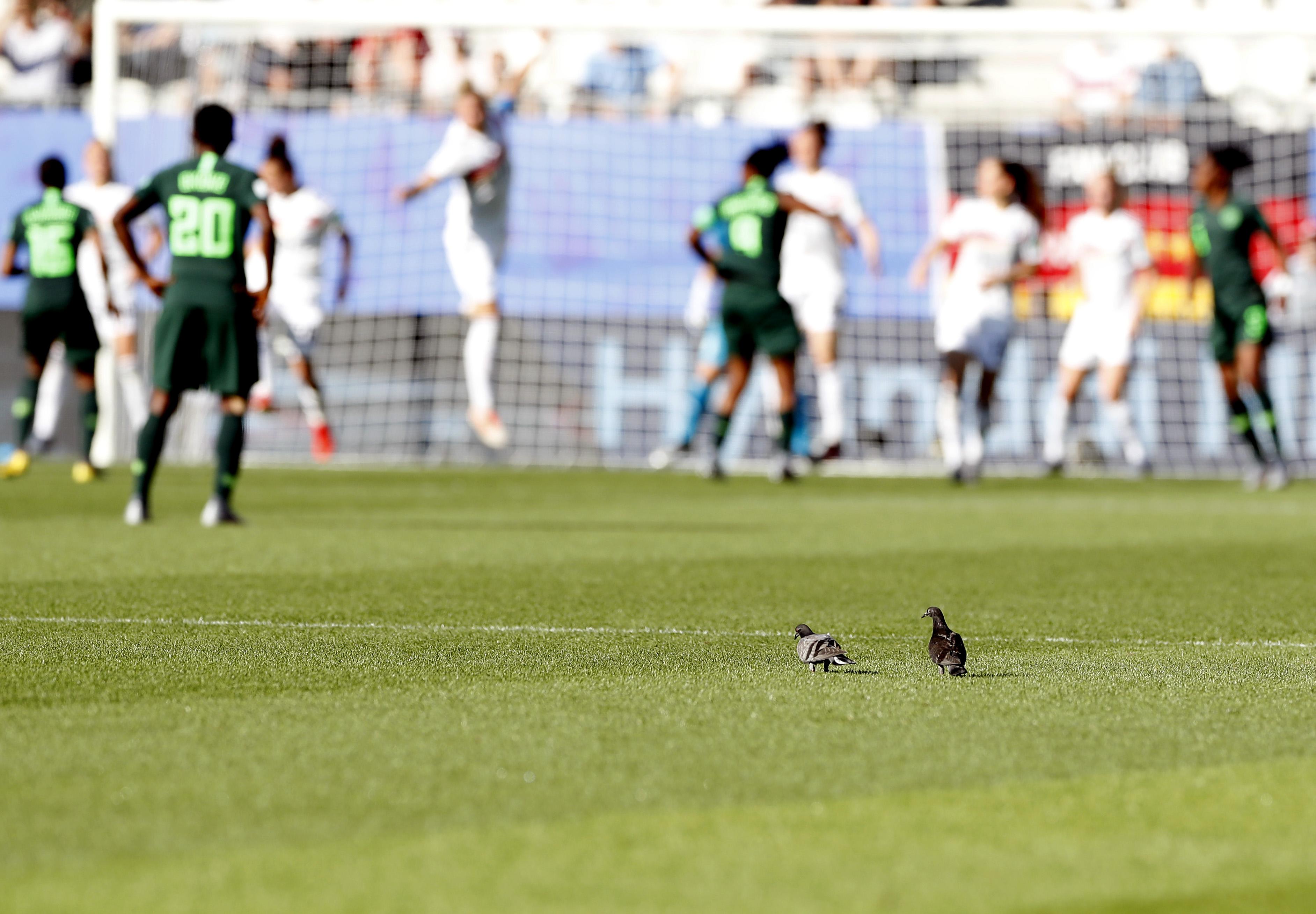 飛翔的夢想與現(xiàn)實，鴿子比賽全程精彩實錄