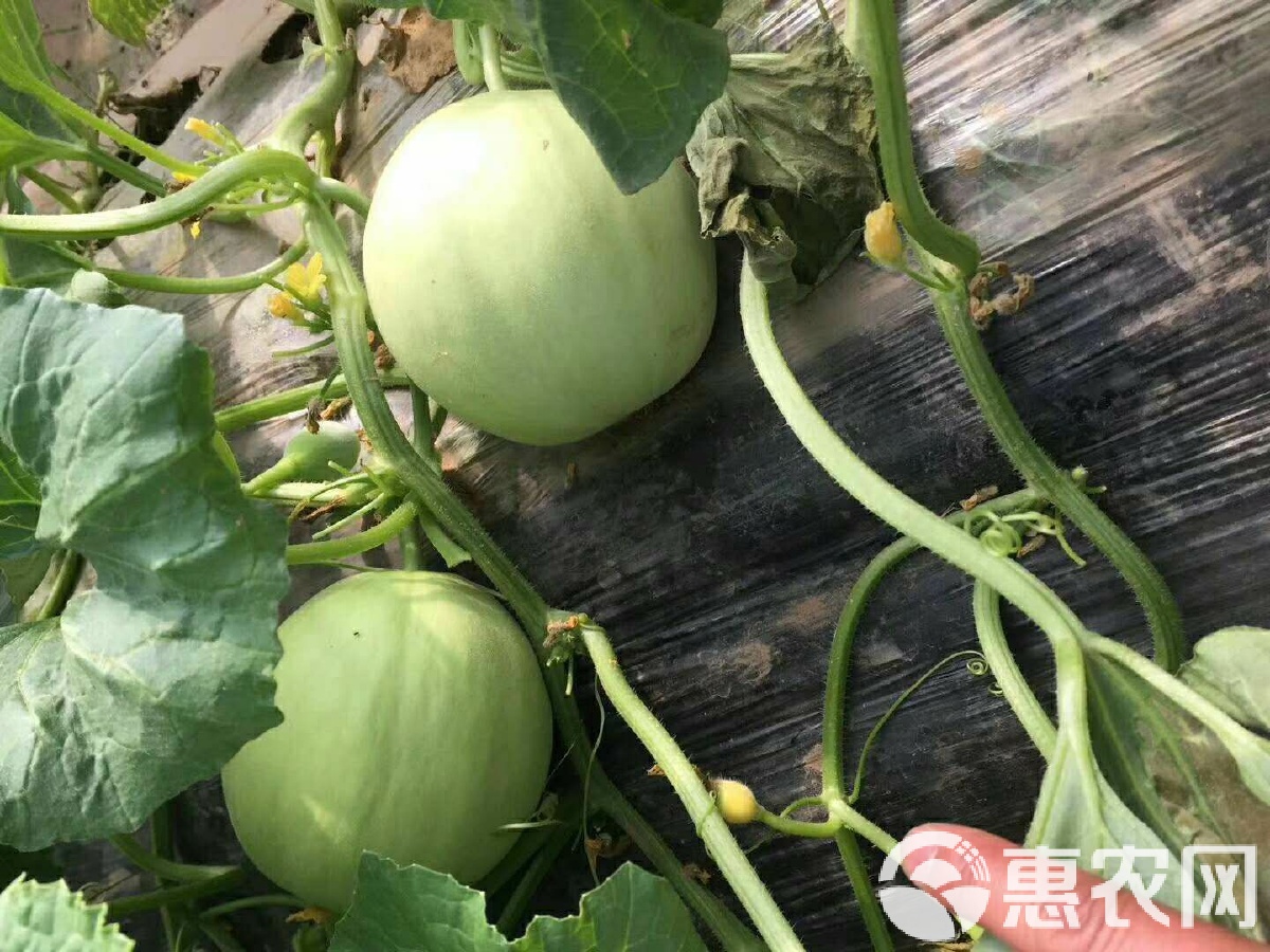 閆良甜瓜行情揭秘，夏日甜瓜情緣與夏日記憶