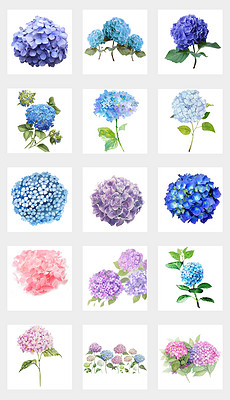 小紅書推薦，繡球花動(dòng)漫的魔法世界