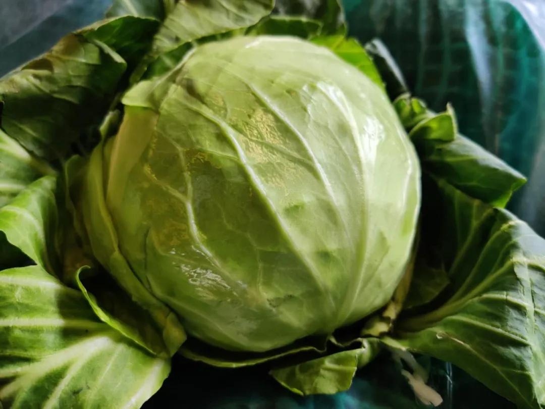 今日黃瓜價格行情走勢分析