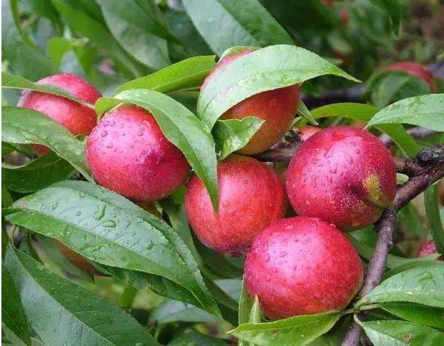 威縣桃行情深度解析，概覽市場趨勢與前景展望