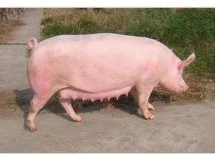 最新豬品種，選擇與了解的綜合指南