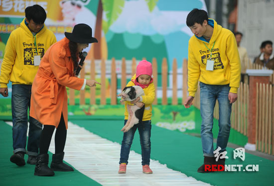 抱豬比賽，歡樂無限，盡享激情時刻！