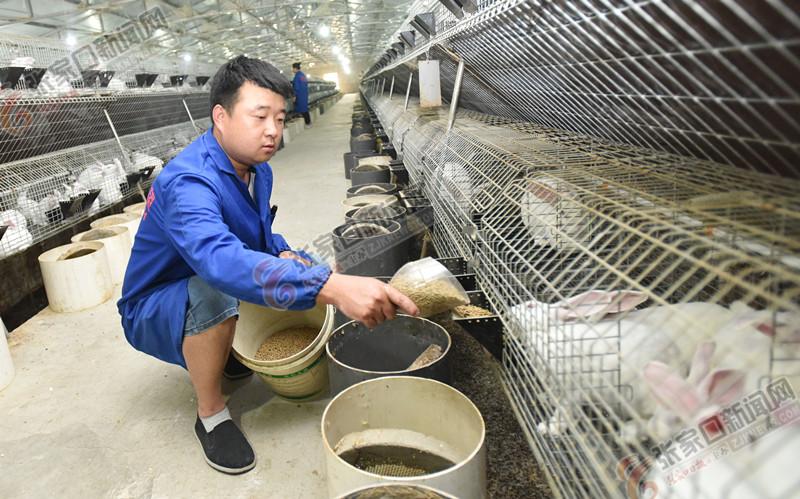 尋找兔場(chǎng)飼養(yǎng)員，最新招聘啟事與小巷特色小店探索之旅