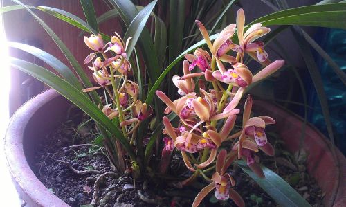 蘭花市場行情分析，市場趨勢與動態(tài)概覽