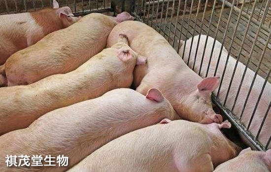 最新養(yǎng)豬市場價格,最新養(yǎng)豬市場價格概覽