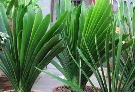 葉綠更新，植物生命力與科技融合的新篇章