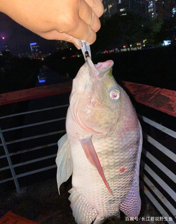 不斷學習中捕撈成功的魚，最新捕魚技巧分享