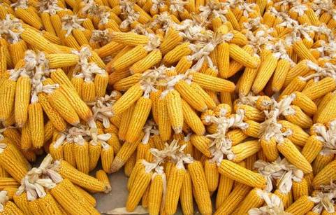 長治玉米市場價格動態(tài)，與自然美景的對話之旅