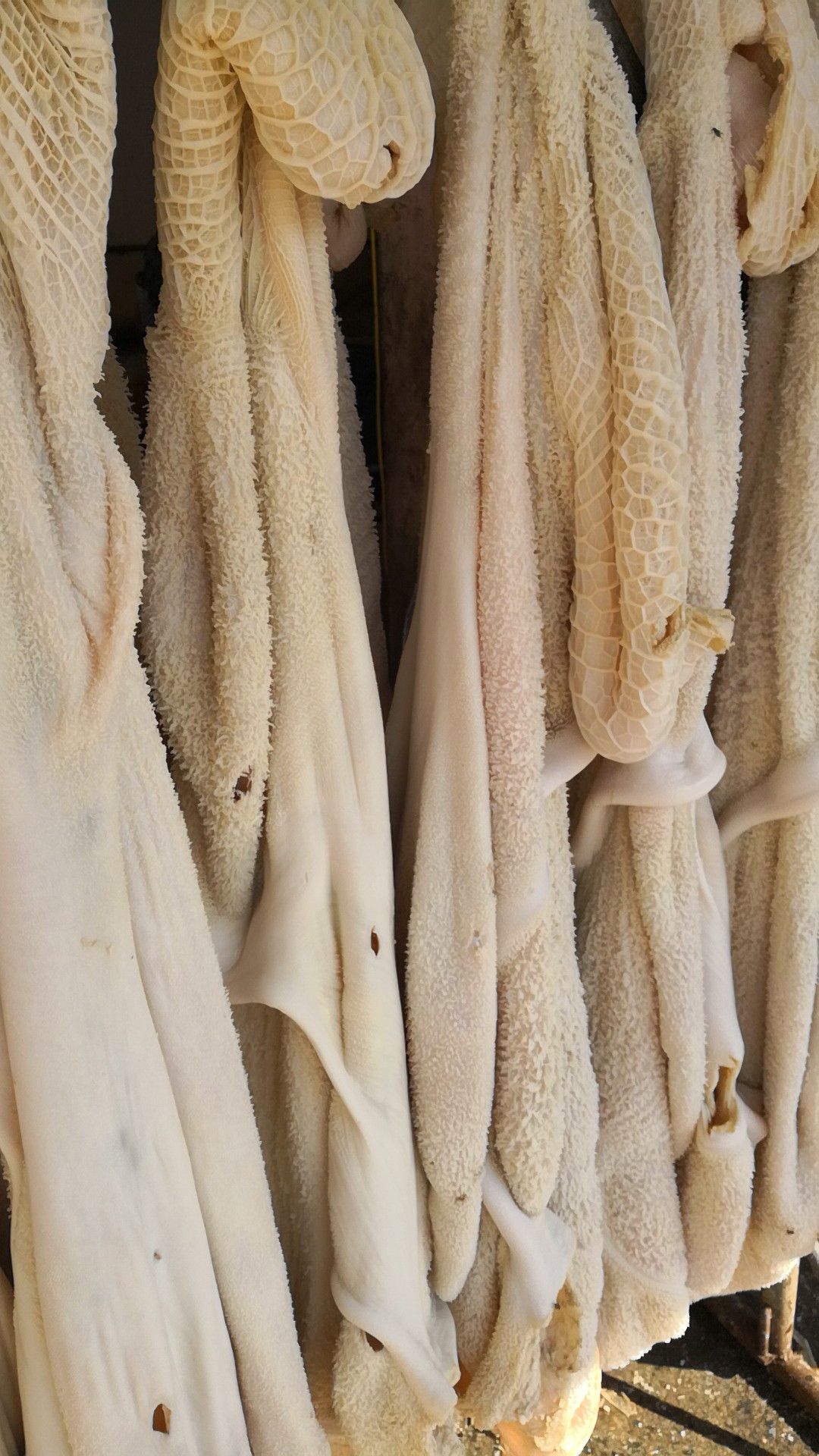 牛肚批發(fā)價格揭秘，小巷特色小店的探索之旅