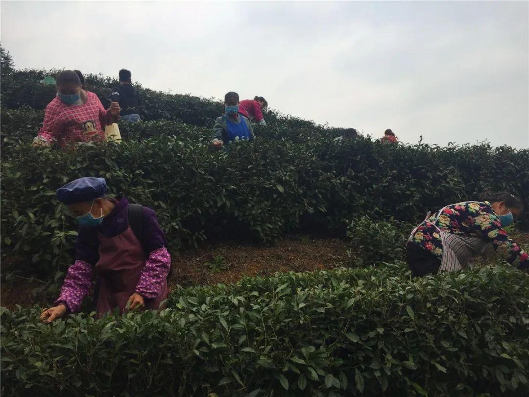 貞豐小屯鎮(zhèn)動(dòng)態(tài)資訊，探索自然美景，尋覓內(nèi)心平和之旅