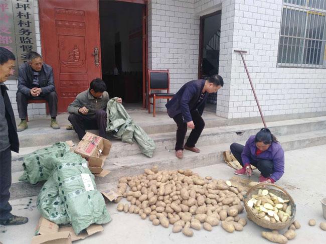 帶你走進(jìn)五彩斑斕的土豆世界，最新土豆品種介紹