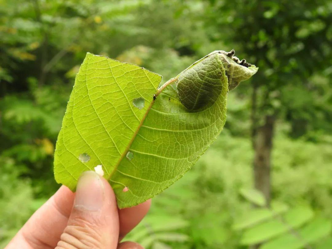 最新野外汽車體驗之旅，駛向自然，探尋內(nèi)心平靜之道