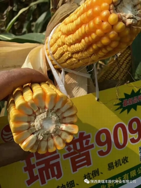 最新國審瑞普909品種，農(nóng)業(yè)發(fā)展的雙刃劍揭秘