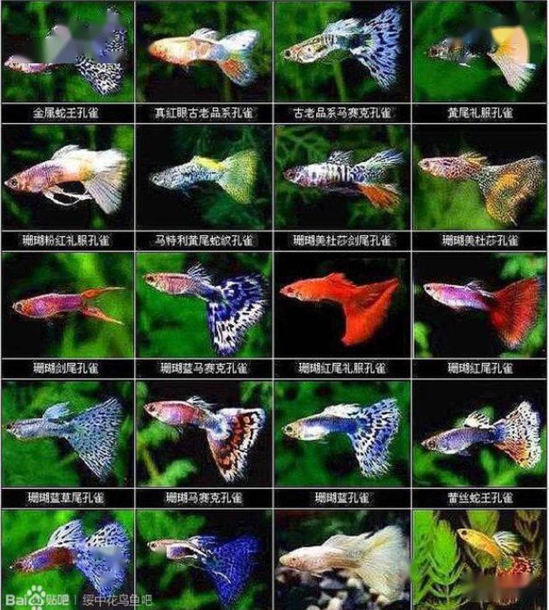 王中王王中王免費(fèi)資料大全一,全方位操作計(jì)劃_私人版93.302