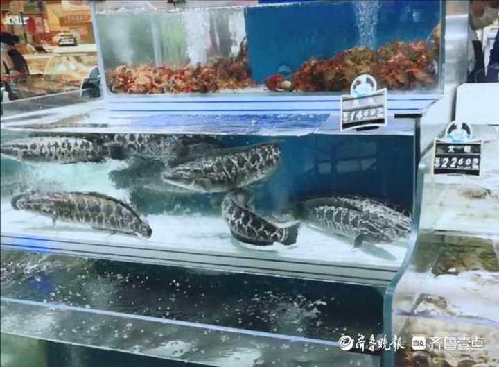 科技賦能生活，智能魚價(jià)通——淡水魚價(jià)格盡在掌握的新伙伴