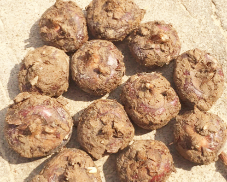 荔浦馬蹄價(jià)格行情新鮮發(fā)布，不容錯(cuò)過！