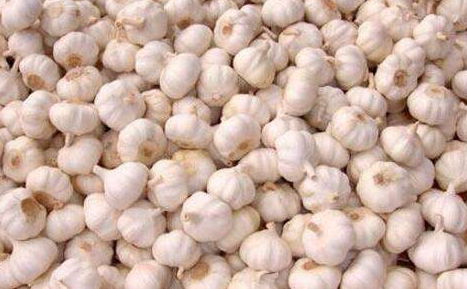 今日大蒜價(jià)格實(shí)時(shí)更新與動態(tài)分析