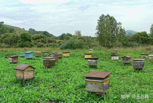 養(yǎng)蜂全步驟指南，把握行情，洞悉養(yǎng)蜂業(yè)發(fā)展趨勢(shì)