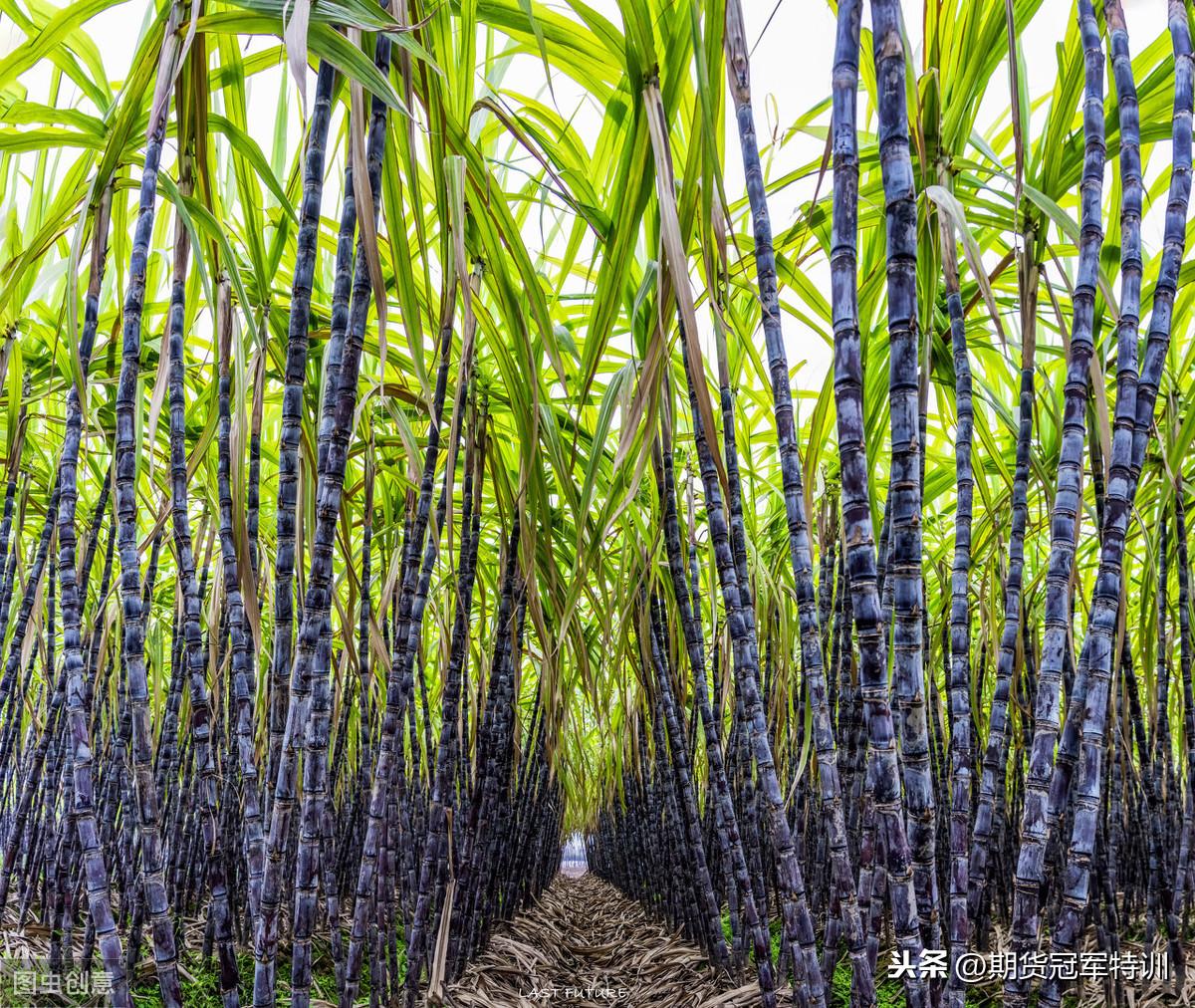 白糖期貨價(jià)格，時(shí)代印記與市場的風(fēng)云變幻