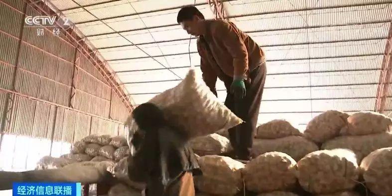 今日金鄉(xiāng)大蒜價(jià)格行情，科技引領(lǐng)市場(chǎng)新紀(jì)元