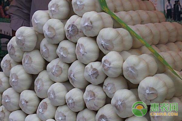 重慶大蒜價格最新動態(tài)，變化中的學(xué)習(xí)助力自信與夢想實現(xiàn)