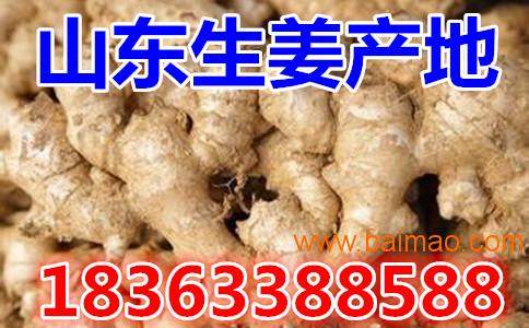 生姜價格動態(tài)，市場走勢分析與預(yù)測