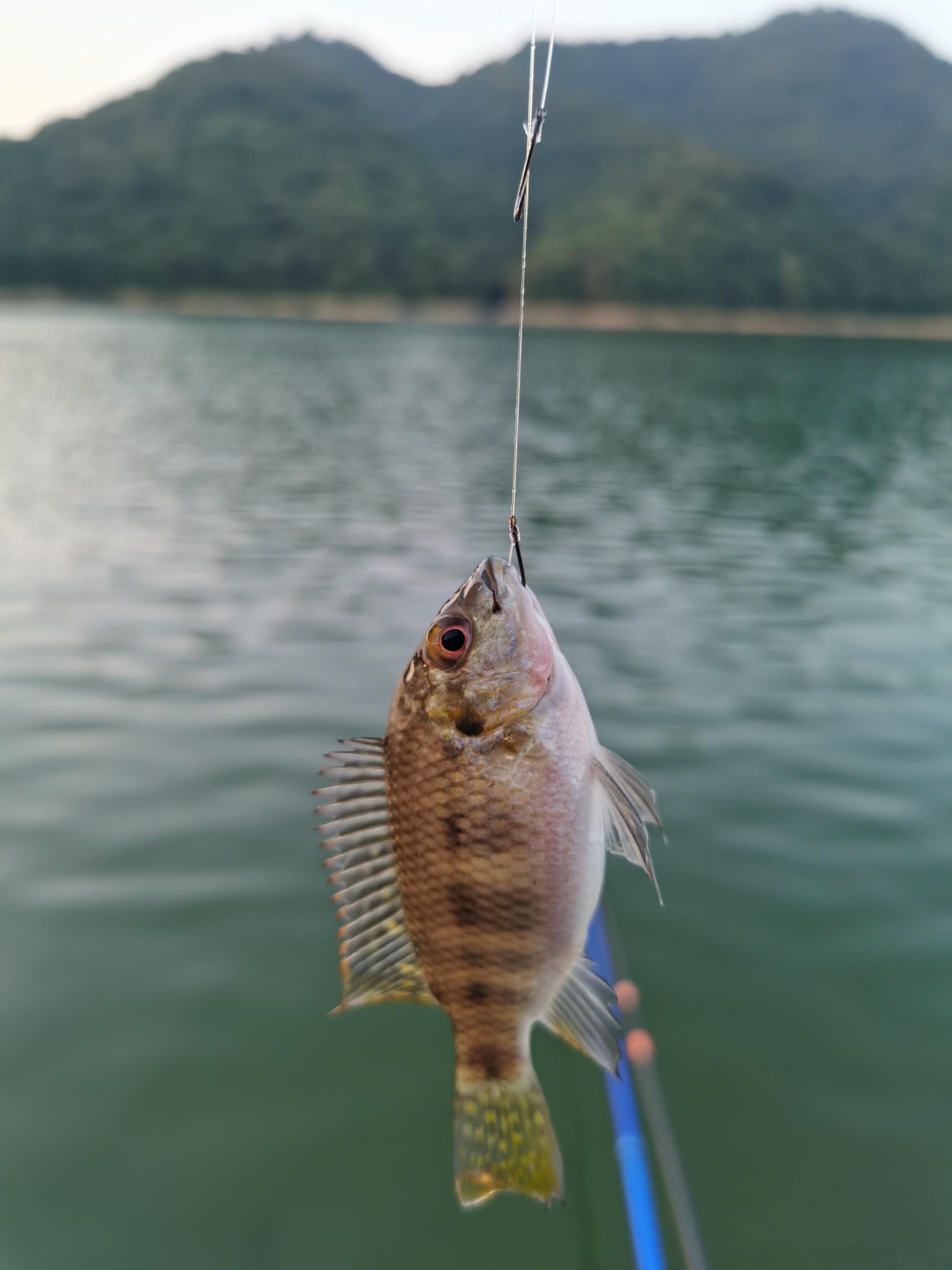 小新續(xù)集最新版，科技與生活融合的新篇章