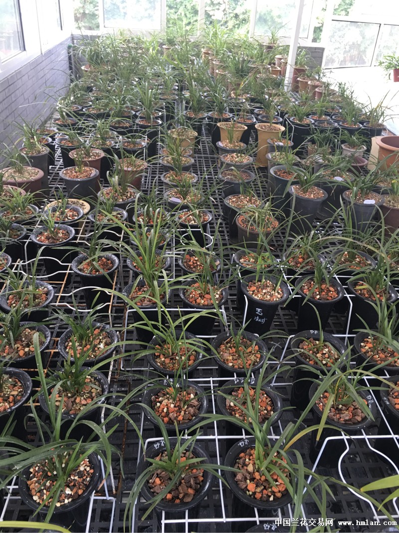 深度洞察2016蘭花市場(chǎng)行情，繁榮背后的故事