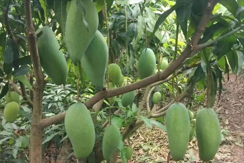 蘋果股票行情詳解，分析與投資決策步驟指南（初學(xué)者與進(jìn)階用戶適用）