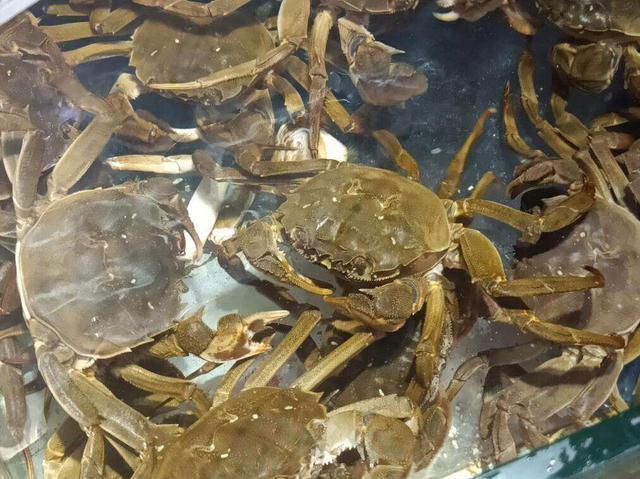 螃蟹的價格揭秘，一次自然美景探索之旅的收獲與體驗(yàn)