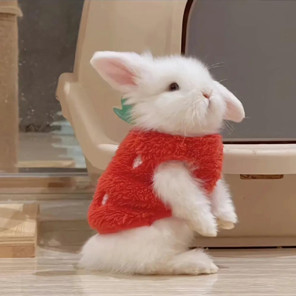 最新可愛頭像，時(shí)尚潮流中的萌文化表達(dá)新風(fēng)尚