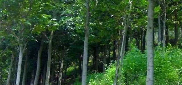 深度解析，5年沉香樹整棵價格全面剖析