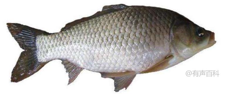 最新鯽魚品種詳解，探索新品種的魅力