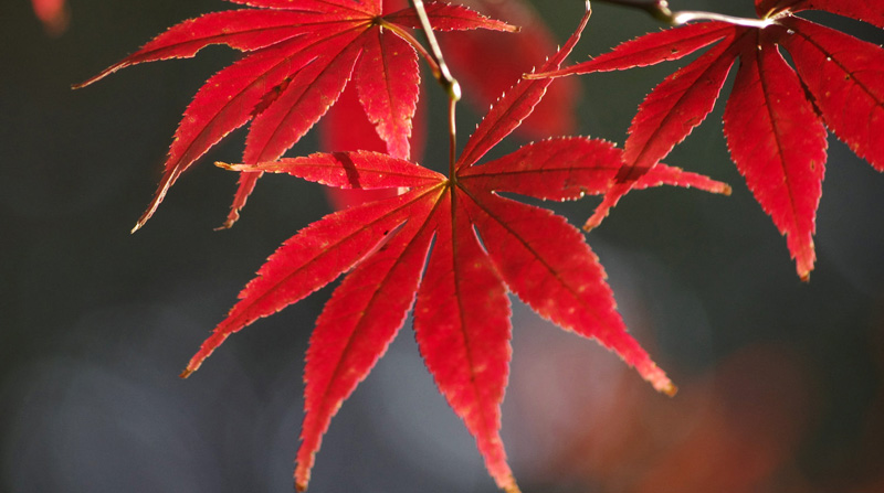 羽毛楓價(jià)格震蕩下跌背后的機(jī)遇與挑戰(zhàn)，學(xué)習(xí)與成長(zhǎng)的探索之旅