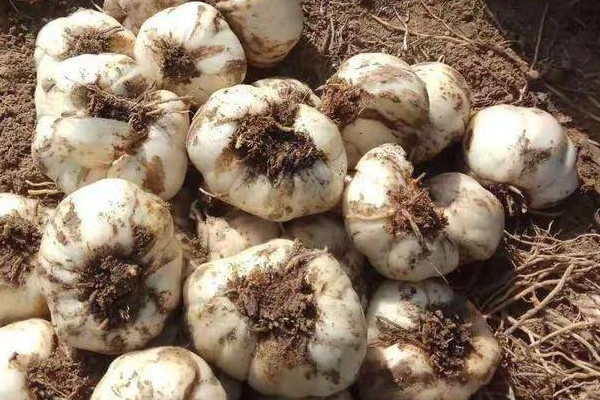 探訪小巷中的獨特百合小店，新鮮百合上市季節(jié)揭秘！