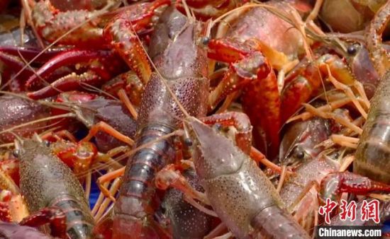 小龍蝦上市公司，產業(yè)繁榮下的多維視角深度剖析