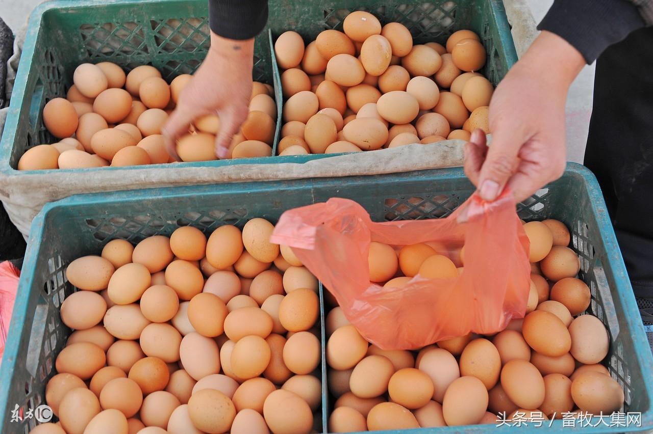 全國雞蛋最新批發(fā)價(jià)，市場(chǎng)分析、趨勢(shì)預(yù)測(cè)及影響因素全解析