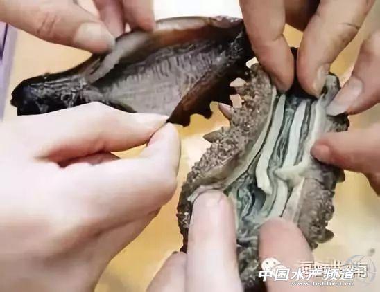 珍貴友情與海參故事，80-100頭海參價格表與珍貴體驗