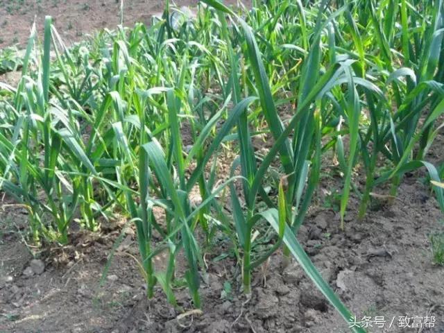 安丘大蒜最新市場價格揭秘，小巷深處的蒜香寶藏！