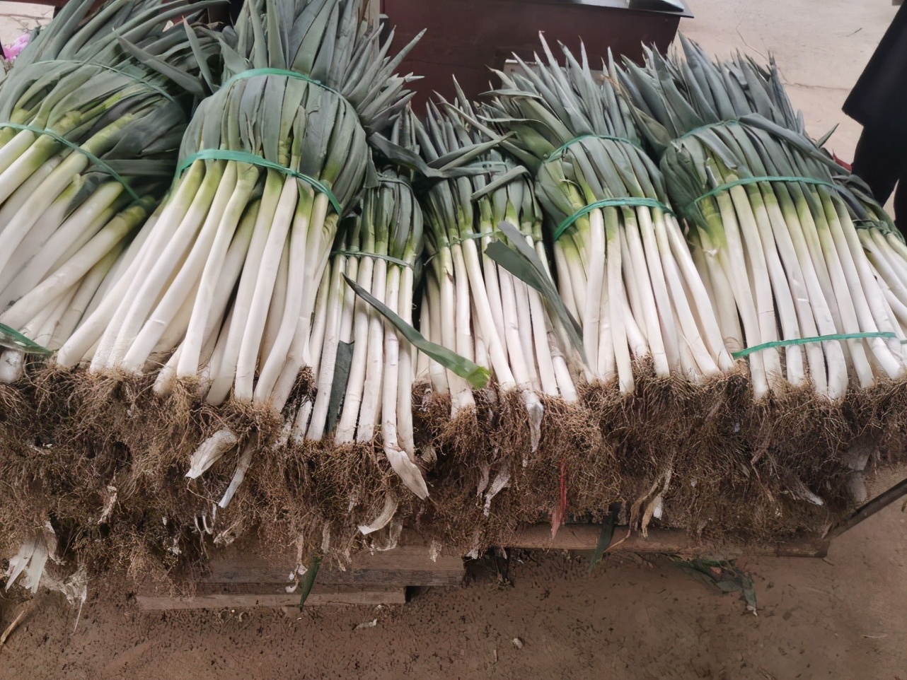 山東大蔥價(jià)格行情變化中的學(xué)習(xí)，自信與成就感的源泉