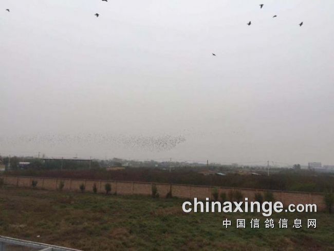 賽威公棚科技革新突破，未來高科技產(chǎn)品重塑體驗新紀元