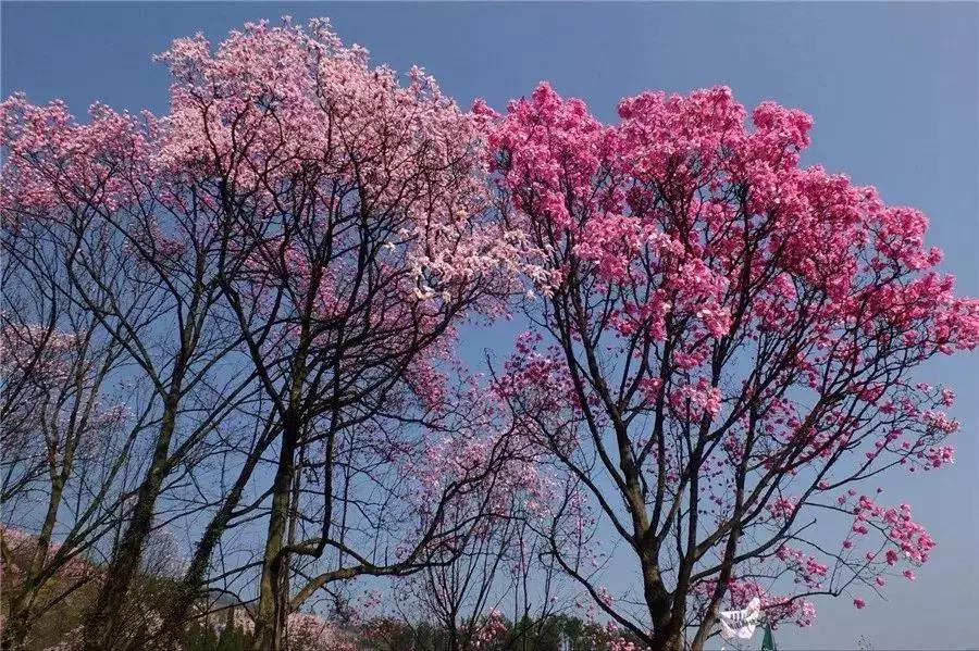 櫻花行情，浪漫滿溢的櫻花季來臨！