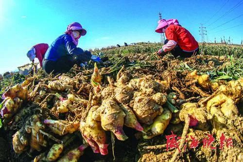 乳山大姜最新行情動(dòng)態(tài)更新，市場(chǎng)走勢(shì)分析