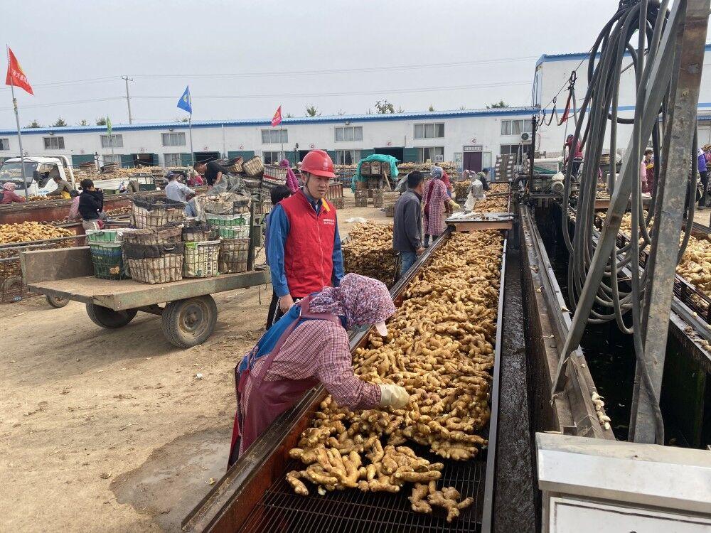 小姜價格行情深度解析，揭秘市場行情??