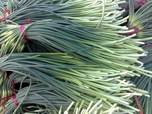 蒜薹行情深度解析，回溯與洞察